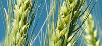 L’Ajuntament de Lleida i l’Associació Anti-sida instal·len un punt d’informació sobre salut, drogues i sexualitat a la Festa l’Agrònom de Ferro